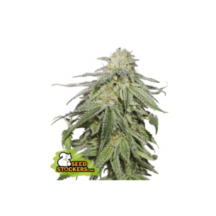 COOKIES AND CREAM  AUTO X3-SEEDSTOCKERS